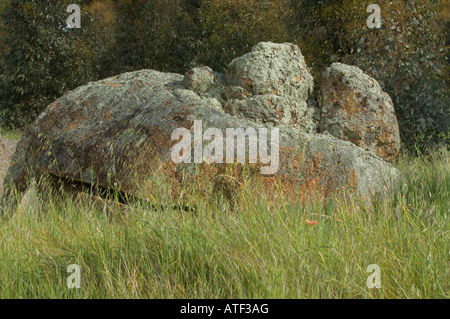 Auswarfen Felsen bedeckt in Flechten Eden Valley Farm Narrogin Western Australia September Stockfoto