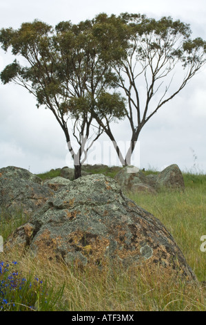 York Gum (Eucalyptus Loxophleba) wächst auf dem Granit Felsvorsprung Eden Valley Farm Narrogin Western Australia September Stockfoto