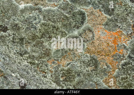 Granit Felsen bedeckt in Flechten Eden Valley Farm Narrogin Western Australia September Stockfoto