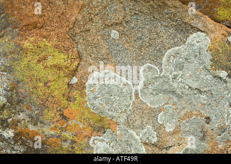 Granit Felsen bedeckt in Flechten Eden Valley Farm Narrogin Western Australia September Stockfoto