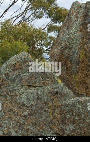 Granit Felsen bedeckt in Flechten Eden Valley Farm Narrogin Western Australia September Stockfoto