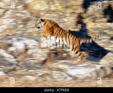 Bengal Tiger auf felsigen Hügel Wildlife Modell ausgeführt Stockfoto