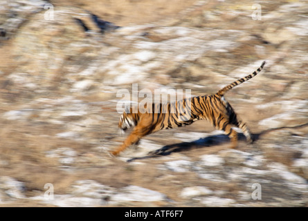 Bengal Tiger auf felsigen Hügel Wildlife Modell ausgeführt Stockfoto