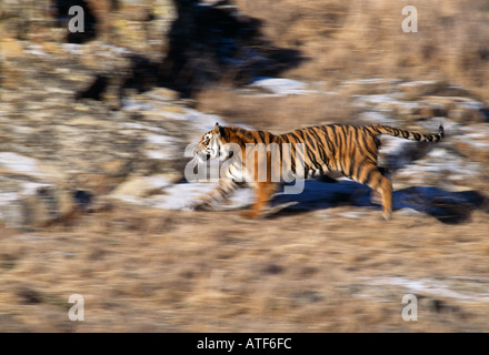 Bengal Tiger auf felsigen Hügel Wildlife Modell ausgeführt Stockfoto