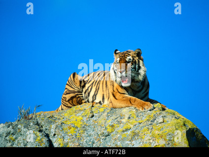 Bengal Tiger auf einem Felsen Stockfoto