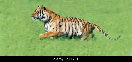 Bengal Tiger durch den Rasen Wildlife-Modell Stockfoto