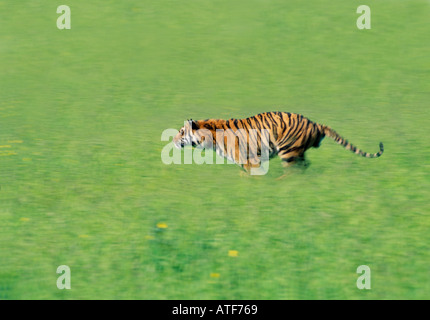 Bengal Tiger durch den Rasen Wildlife-Modell Stockfoto