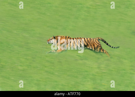 Bengal Tiger durch den Rasen Wildlife-Modell Stockfoto