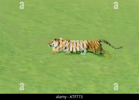 Bengal Tiger durch den Rasen Wildlife-Modell Stockfoto