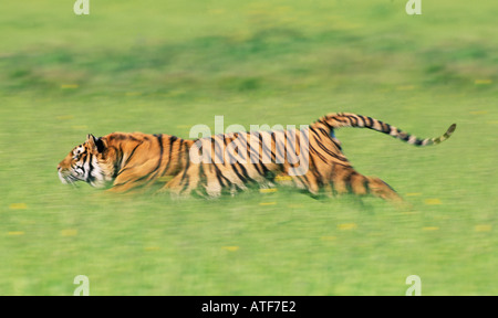 Bengal Tiger durch den Rasen Wildlife-Modell Stockfoto