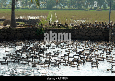 indische Ente Bauernhof auf Kerala Stauwasser Wasserstraßen Stockfoto