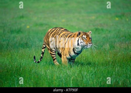 Bengal Tiger durch den Rasen Wildlife-Modell Stockfoto