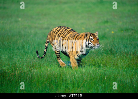 Bengal Tiger Runnung durch den Rasen Wildlife-Modell Stockfoto