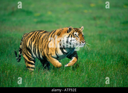 Bengal Tiger durch den Rasen Wildlife-Modell Stockfoto