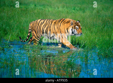 Bengal Tiger durch den Rasen Wildlife-Modell Stockfoto