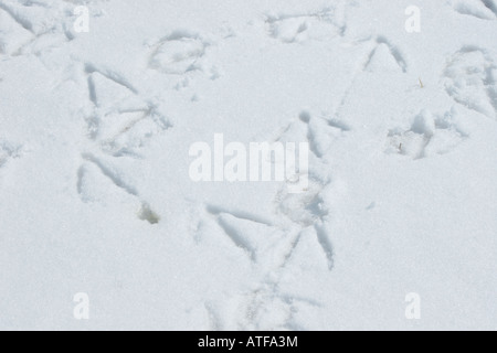 Fußspuren der Kanadagans im Schnee Stockfoto