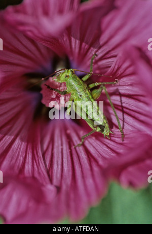 Leptophyes Punctatissima auf eine Lavatera Trimestis Blume Stockfoto