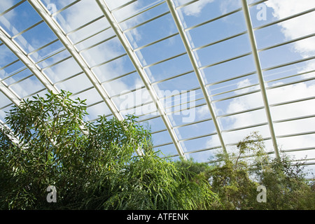 Bäume in einem großen Gewächshaus Stockfoto