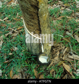 Latex fließt aus dem neugebildeten Schnitt in einem Läufer Baumrinde Malaysia Stockfoto