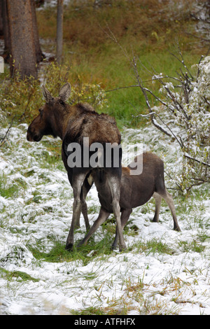 Weibliche Kuh Elch Spanferkel ihre Jungen im Schnee in The Granbd Teton Nationalk Park, USA Stockfoto