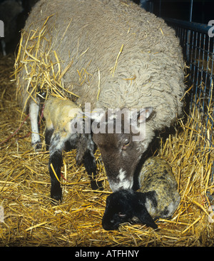 North Country Maultier Ewe Reinigung ihr Neugeborenes Lamm und Spanferkel der ältere Zwilling Stockfoto