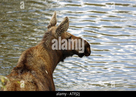 Elch Kuh stehend im Wasser in den Grand Teton Natiuonal Park North America USA Stockfoto
