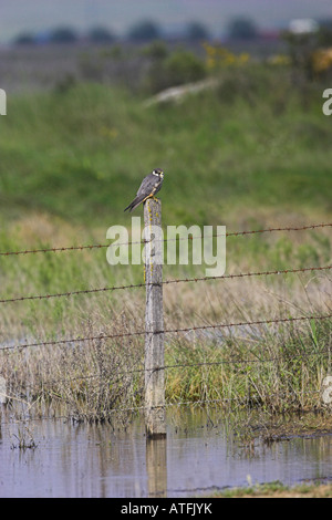 Eurasische Hobby Falco Subbuteo gehockt Zaunpfahl Laguna Pitillas Navarra Region-Spanien Stockfoto