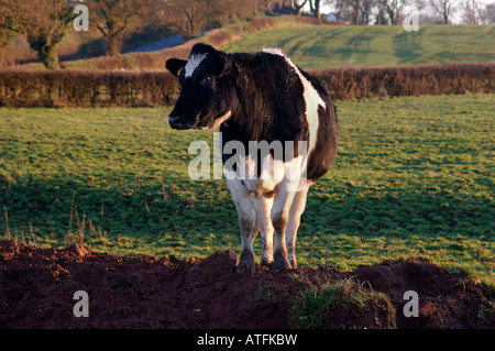 Eine friesische Kuh stehend In einem Feld befindet sich In Staffordshire Landschaft von England, Stockfoto