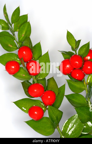 Ruscus Aculeatus Mäusedorn Stockfoto