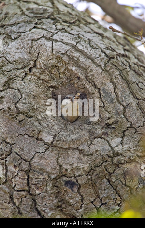 Eurasische Kleiber Sitta Europaea am Nest mit jungen in Eiche Hampshire England Stockfoto