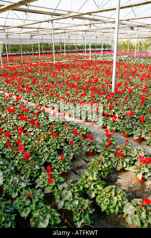 Cyclamen Persicum in einem Gartencenter. Riudoms Tarragona-Katalonien-Spanien Stockfoto