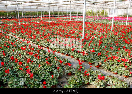 Cyclamen Persicum in einem Gartencenter. Riudoms Tarragona-Katalonien-Spanien Stockfoto