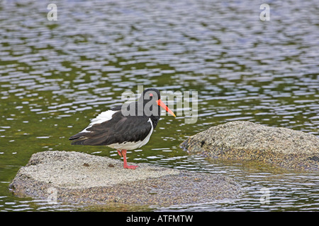 Eurasischen Austernfischer Haematopus Ostralegus auf Felsen in langsam fließenden Fluss Schottland Stockfoto