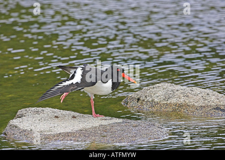 Eurasischen Austernfischer Haematopus Ostralegus Flügel dehnen während Stand auf Felsen im langsam fließenden Fluss Schottland Stockfoto