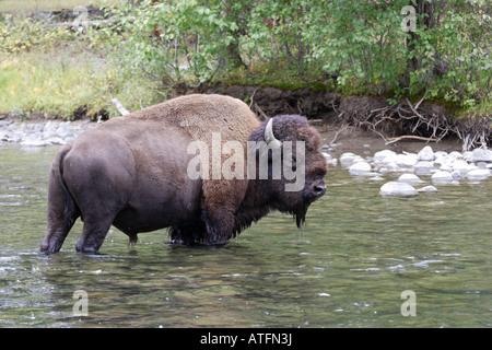 Bison, überqueren einen kleinen Bach im Yellowstone National Park USA mit Blickkontakt Stockfoto