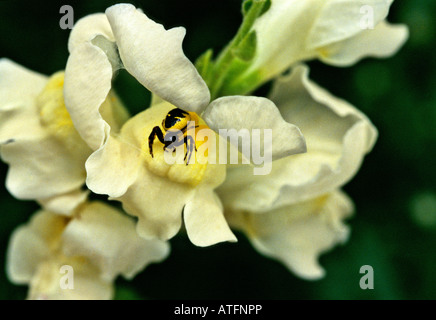 Synaema Globosum auf Linaria vulgaris Stockfoto