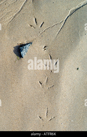 Spuren eines Vogels waten in den Sand bei Ebbe, Insel Lindisfarne in Northumberland, England. Stockfoto