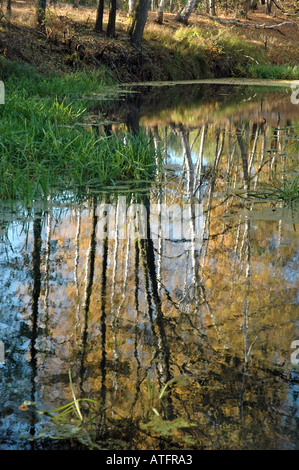 Fluss zwischen Wald und Wiesen, polnische Landschaft Stockfoto