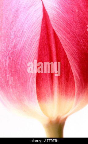 rote Tulpe Blume Blüte mit Flamme-förmigen Treffen der Blütenblätter Stockfoto