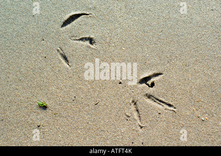 Spuren eines Vogels waten in den Sand bei Ebbe, Insel Lindisfarne in Northumberland, England. Stockfoto