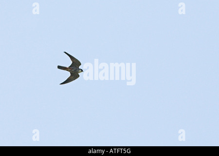 Eurasische Hobby Falco Subbuteo im Flug in der Nähe von Beaufort Vercors Frankreich Stockfoto