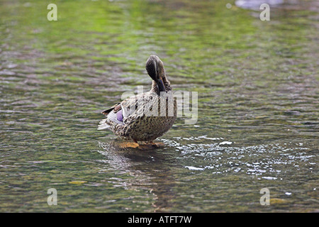 Stockente Anas Platyrhynchos weiblich putzen Peak District Nationalpark Derbyshire England Stockfoto