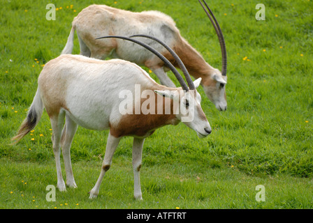 Scimitar-horned Oryx/Oryx Dammah an Cricket St. Thomas Stockfoto