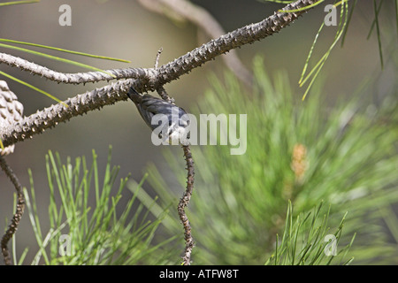Korsische Kleiber Sitta Whiteheadi im Korsischen Schwarzkiefer Pinus Nigra Ssp Laricio Wald Gorges De La Restonica Korsika Frankreich Stockfoto