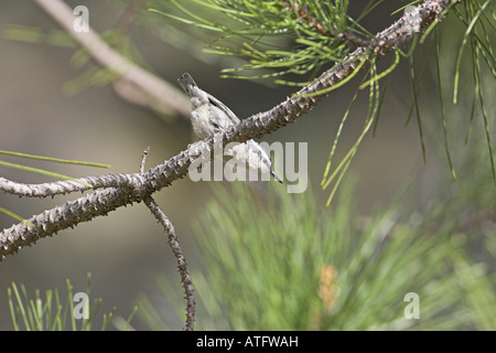 Korsische Kleiber Sitta Whiteheadi im Korsischen Schwarzkiefer Pinus Nigra Ssp Laricio Wald Gorges De La Restonica Korsika Frankreich Stockfoto