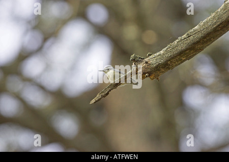 Korsische Kleiber Sitta Whiteheadi im Korsischen Schwarzkiefer Pinus Nigra Ssp Laricio Wald Gorges De La Restonica Korsika Frankreich Stockfoto
