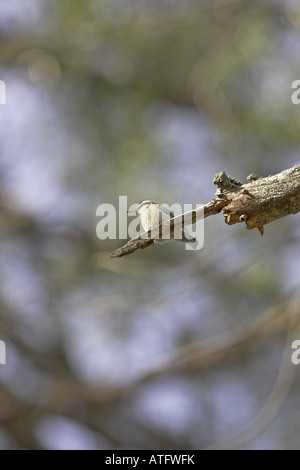 Korsische Kleiber Sitta Whiteheadi im Korsischen Schwarzkiefer Pinus Nigra Ssp Laricio Wald Gorges De La Restonica Korsika Frankreich Stockfoto