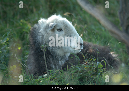 Herdwick Schafe bei Winchester Hill National Nature Reserve Hampshire, England Stockfoto