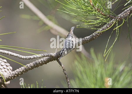 Korsische Kleiber Sitta Whiteheadi im Korsischen Schwarzkiefer Pinus Nigra Ssp Laricio Wald Gorges De La Restonica Korsika Frankreich Stockfoto