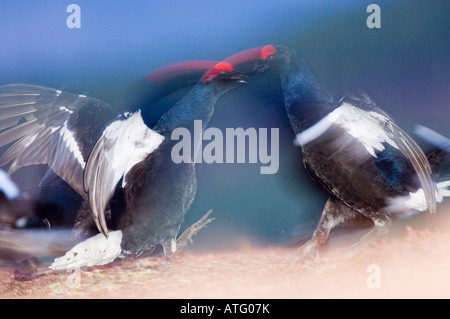 Birkhuhn, at Tetrix, zwei Männchen oder Birkhuhne, Kämpfe an der Lek in der Morgendämmerung, in die Cairngorms, Schottisches Hochland. Stockfoto